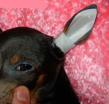 Ezzel a kis, nem zárt térrel a kutya füle „lélegzik”, és mindig látni fogja a fülét, és szükség esetén meg tudja tisztítani