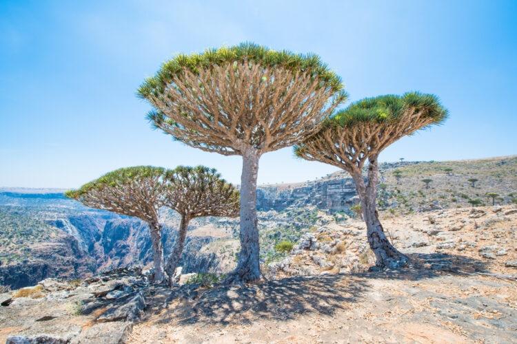 Сокотра - это изолированный, уникальный уголок мира с удивительными деревьями и деревьями, остров принадлежит Йемену и известен своими эндемичными видами растений